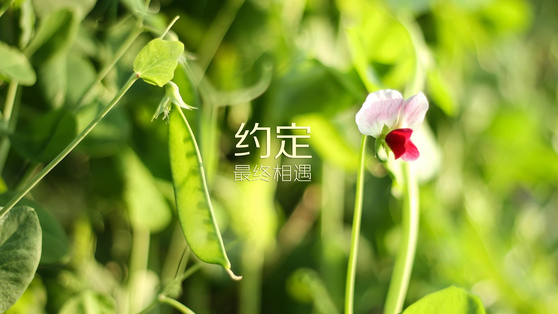 开云入口-恩比德续约消息尘埃落定，球队未来充满信心，恩比德合同有球员选项吗