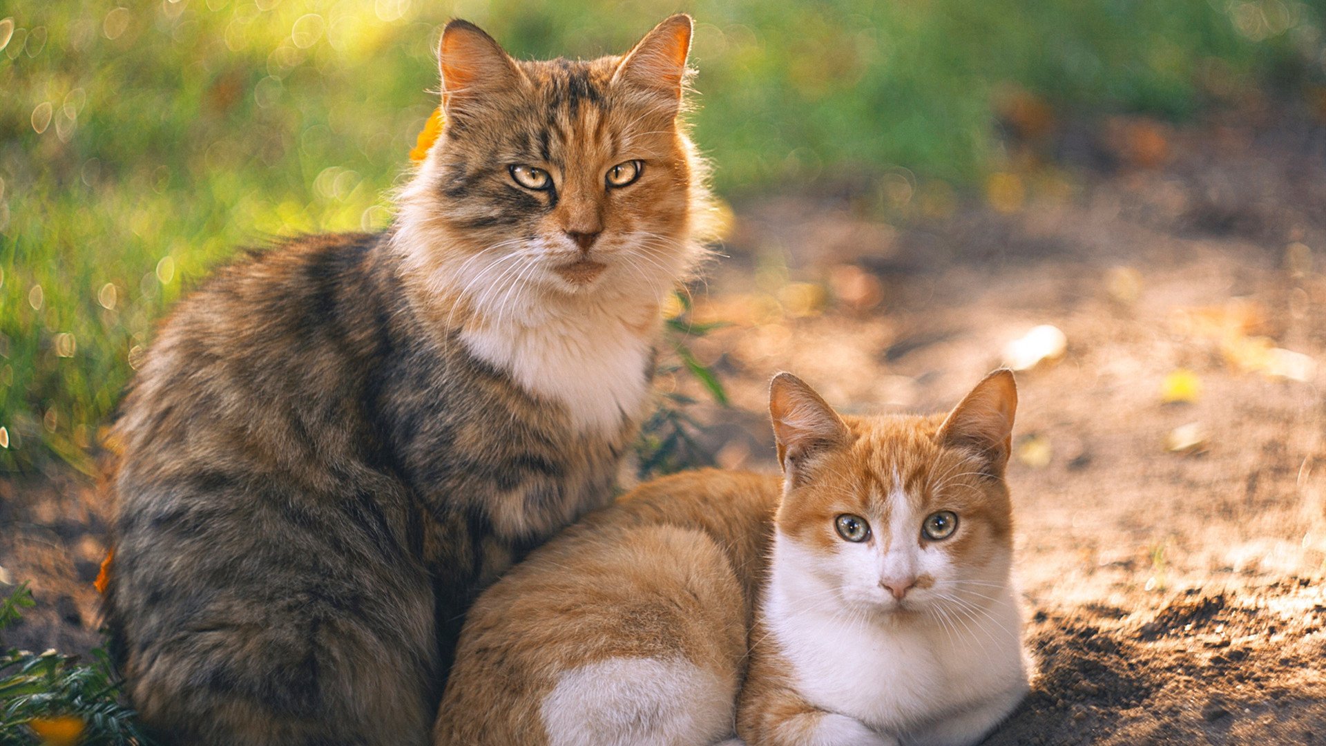 KAIYUNAPP-“比亚尔巴在阿根廷美洲狮队的传球与组织能力，展现非凡才华”