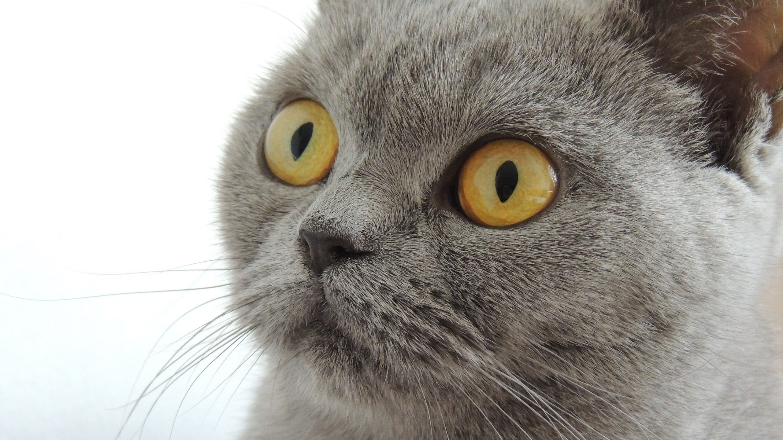 中国足球联赛球迷文化建设活动成效明显，中国足球球迷数量统计